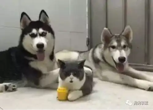  喵,遇到这两个二货,朕输了