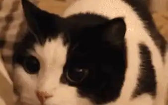  猫咪溜进教室,睡在了一个学生的椅子上之后