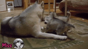  哈士奇出门浪不小心怀孕当了妈,带娃的表情很搞笑