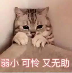 担心表情包猫咪猫粮