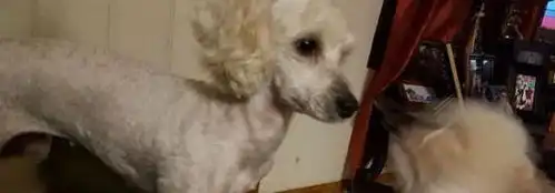 白色狗妈妈生下了一窝小黑狗,狗爸的表情亮了 白色狗妈妈生下了一窝小黑狗,狗爸的表情亮了