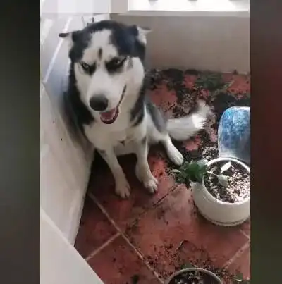  主人下班回来找不到狗,走到阳台一看怒了二哈又发挥洪荒之力了