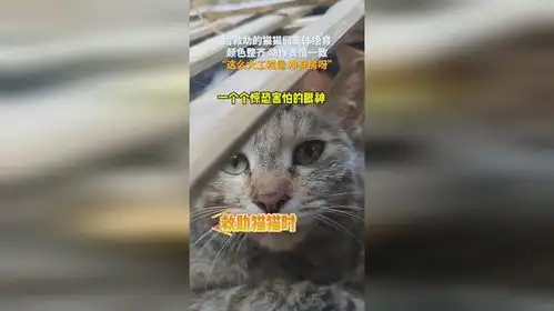 担心表情包猫咪绝育