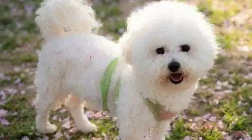  比熊犬不让你抱它,可能是这6个原因,不一定是讨厌你