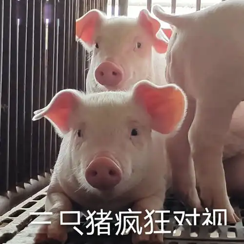  喵星汪星人表情包