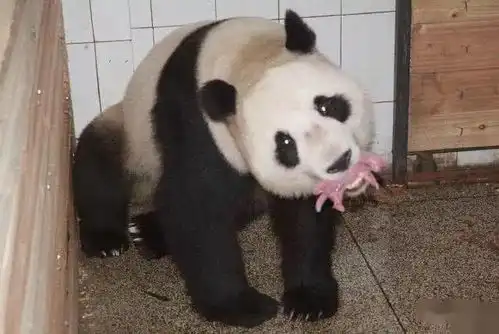 生气熊猫表情包动图小熊