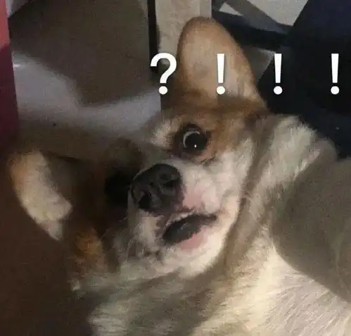  沙雕表情大哥莫得感情