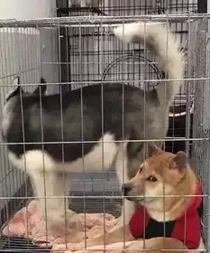  柴犬与二哈同笼生无可恋,最后被活活逼成表情包