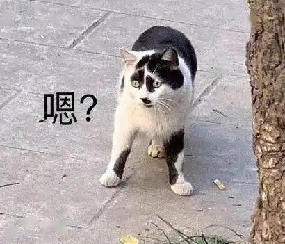  我寻思一只猫能有多丑看完后,我真吸不下去啊
