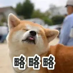  柴犬表情包你再捏我脸我和你急