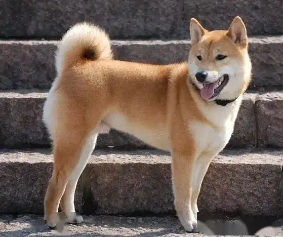  世界五大最忠诚的狗排名,金毛犬上榜,第一名忠心耿耿