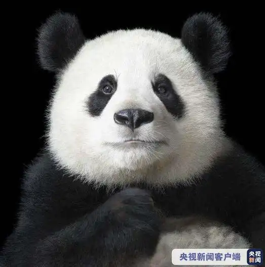  鲸险大营救