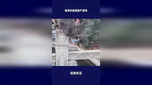  猴哥的表情很严肃呀