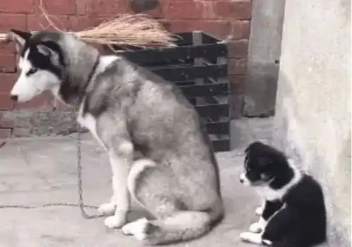  二哈被田园犬祸害后,生下的孩子大变样,满脸嫌弃的表情,讨打哈士奇宠物主人