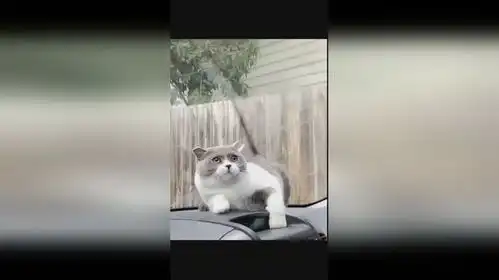  猫咪这啥玩意儿啊,朝着我就冲了过来,吓老子一跳