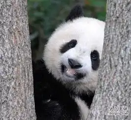 美女的烦恼表情包熊猫