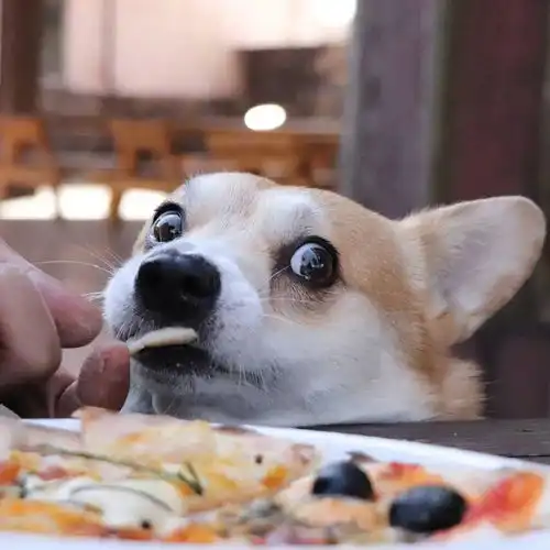 好好的一个柯基,硬是把自己活成了沙雕表情包 好好的一个柯基,硬是把自己活成了沙雕表情包