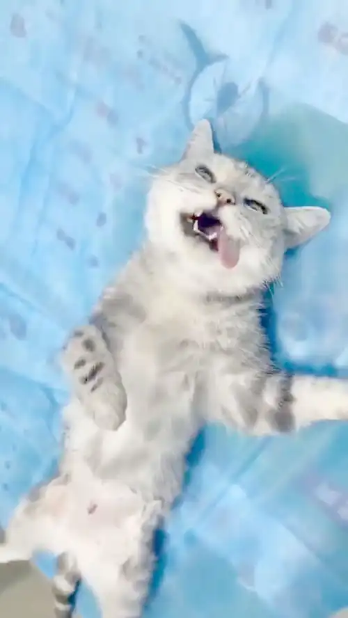  猫咪刚做完绝育,猫咪的表情亮了,一脸的生无可恋