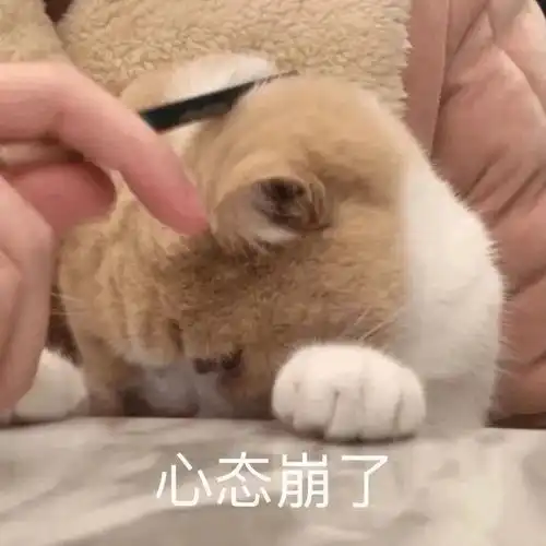  表情包心态崩了