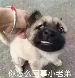  最全沙雕狗子表情包合辑年度最傻狗子都在这儿了