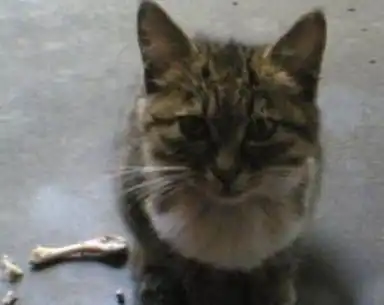 女子下班回家遇到流浪猫,看着猫咪乞求的表情,女子硬着头皮收养 女子下班回家遇到流浪猫,看着猫咪乞求的表情,女子硬着头皮收养