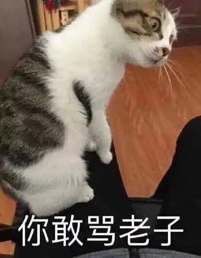猫无聊表情包图片
