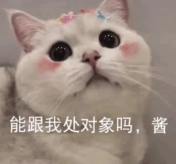  第66期喵表情不正经地下吸猫场所,猛男50,猛女免费