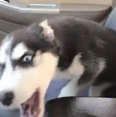  主人来接寄养的二哈,狗狗一脸冷漠看着他下次给医院送装修费吧