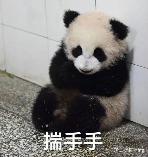 真的假的表情包熊猫