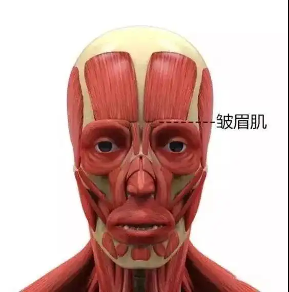  面部肌肉解剖详解表情美容都用她