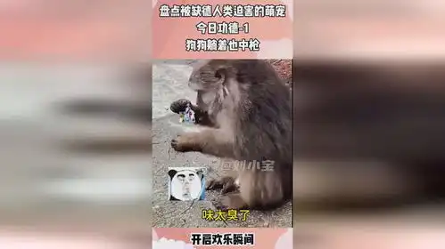  盘点那些被缺德人类迫害的萌宠们,臭气包给猴哥,猴哥表情亮了