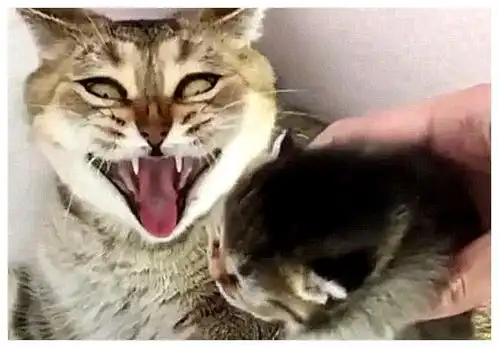  母猫生了独生子,趁它睡觉想把孩子卖掉,被发现后,表情抓狂