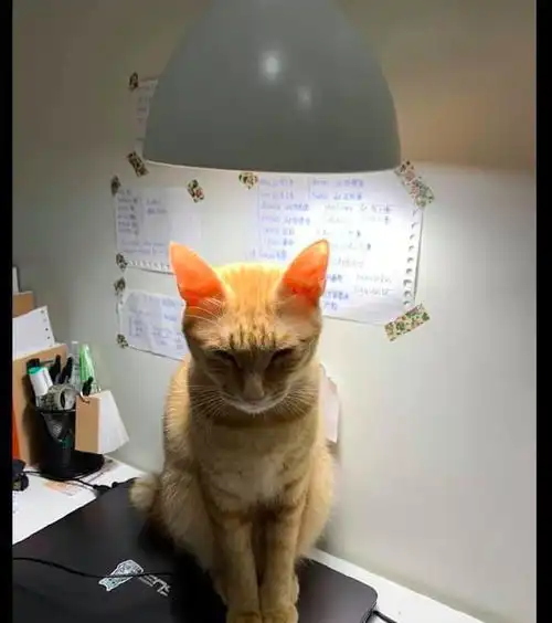  猫咪头顶着台灯脚踩着电脑,一副很神秘的表情,在和喵星球联络