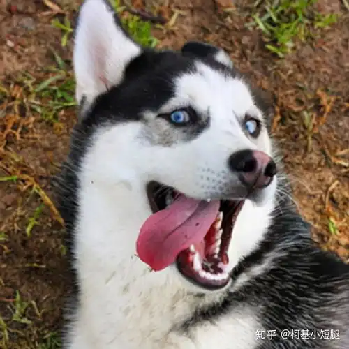  哪些狗狗不适合当警犬