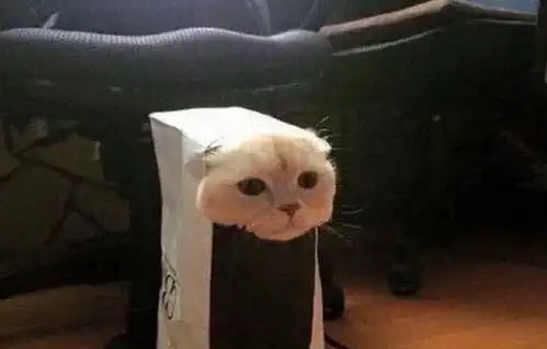  开心一刻猫咪主人你给我准备的窝,有点小呀