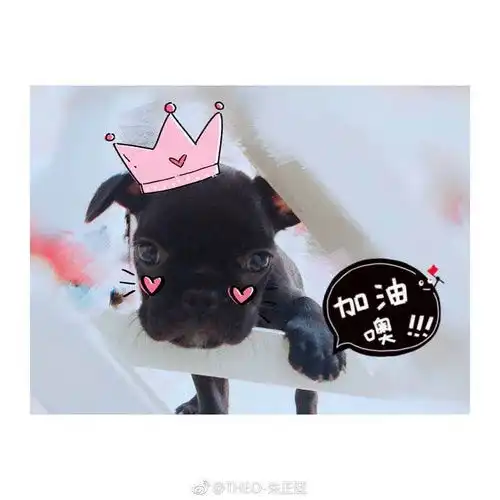  正正发微博了