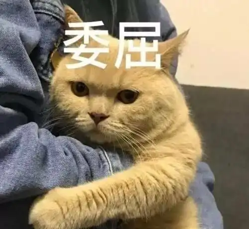 一大波喵星人表情包来啦