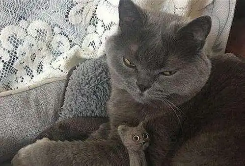  猫毛并非过敏元凶,铲屎官需正确看待,不必直接弃猫
