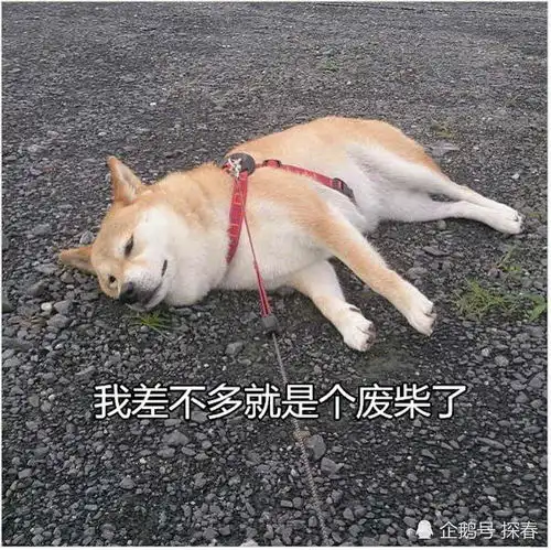 柴犬表情包图片插排