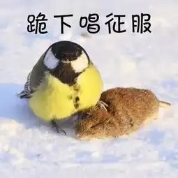  你给我老实点愤怒的小鸟不好惹
