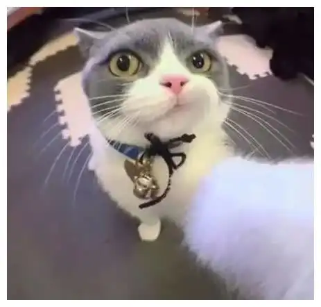  主人在公司开监视器,炫耀家中猫咪,连老板都说他也想要