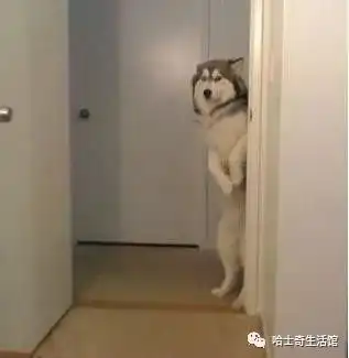  实拍狗狗做错事后的表情,网友最后1只估计会被炖了