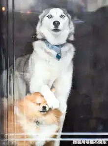  哈士奇有多二这里有一系列证明二哈真的是最奇葩的狗的照片