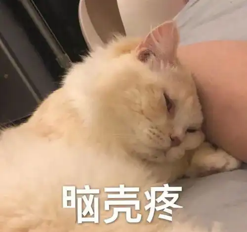  猫咪喜欢你和不喜欢你的区别原谅我笑出了腹肌,哈哈哈