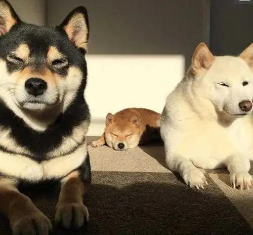 柴犬斜视表情包pg