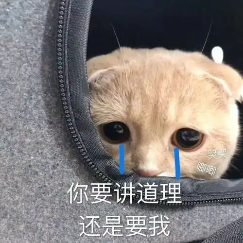 猫咪冲刺表情包不哭
