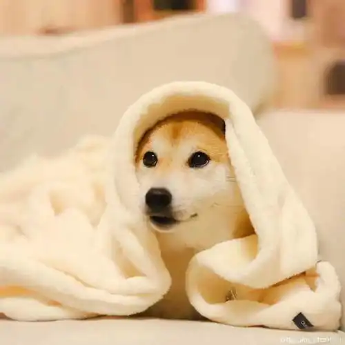 偏北风