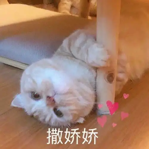  沙雕表情包l我只是嘴甜心里没你