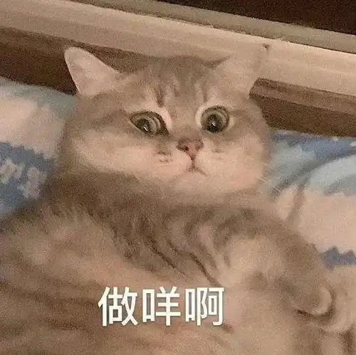  表情包小猫小狗的表情包