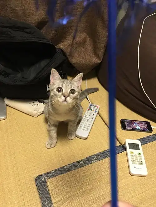 担心表情包猫咪玩手机